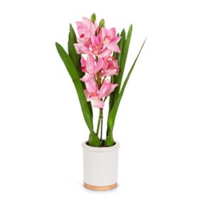 26" Real Touch Ultra-Realistic Pink Cymbidium Orchid Arrangement in Ceramic and Wood Pot