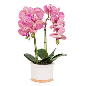 18" Real Touch Ultra-Realistic 2-Stem Pink Phalaenopsis Arrangement in Ceramic and Wood Pot