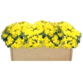 Garden Mum Multipack Box - 3 Pack