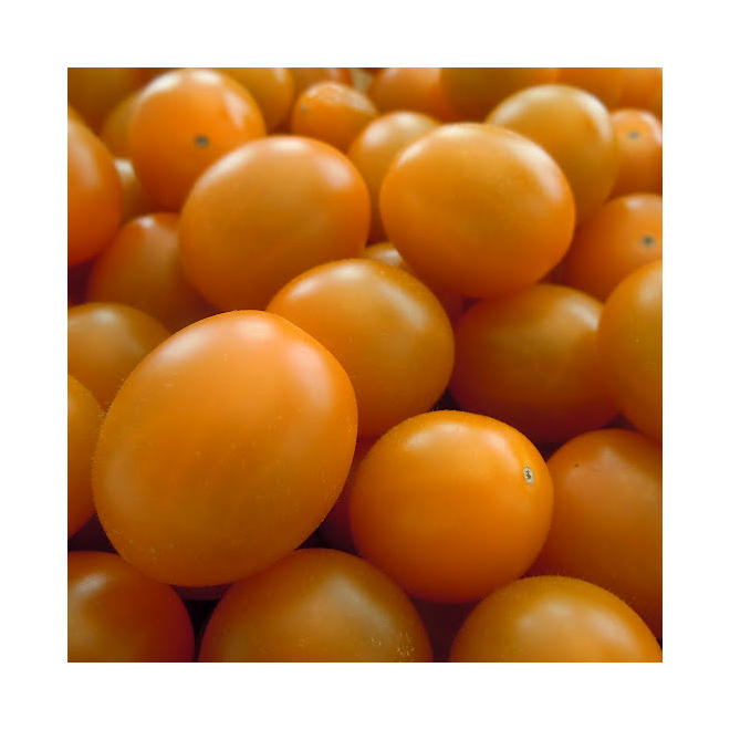 Zima Tomatoes - 1.5 lbs.