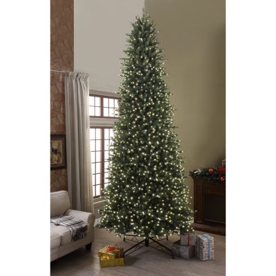 Member\'s Mark 12 ft. Welch Pine Christmas Tree - Sam\'s Club