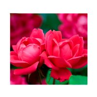 2-Pack Bareroot Double Knock Out Rose Bush