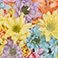Painted Pastel Multi-Color, variant on Pompon Painted Sand (60 Stems)