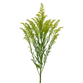 Member's Mark Golden Glory Solidago 140 stems