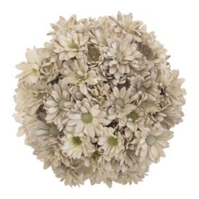 Pompon Painted Sand (60 Stems)