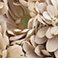 Painted Sand, variant on Pompon Painted Sand (60 Stems)