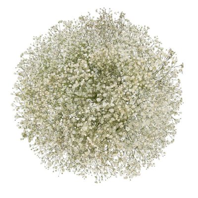 Member's Mark Premium Gypsophila (Color and variety may vary