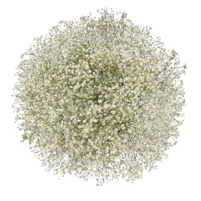 Member's Mark Glitter Gypsophila 60 stems - Sam's Club