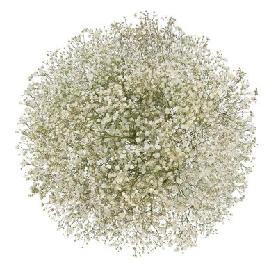 White Sparkle Stardust Gypsophila, Baby's Breath