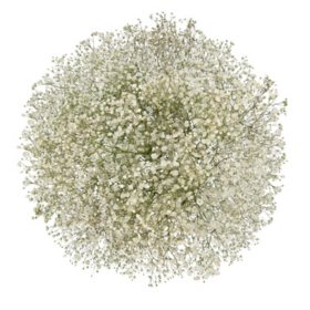 Member's Mark Glitter Gypsophila 60 stems