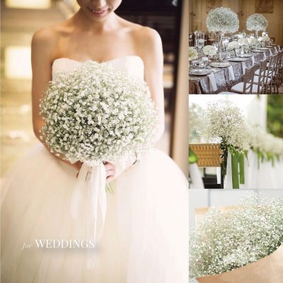 Smile☆ gypsohila☆fairy tops Gypsophila paniculata 'Pink Fairy' Baby's Breath | Garden
