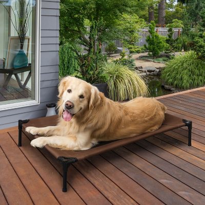 Elevated pet hot sale cot