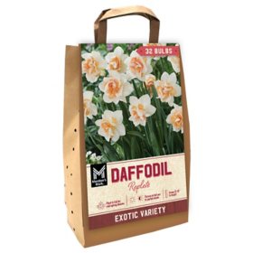 Member's Mark Daffodil Replete Dormant Bulbs, 32pk