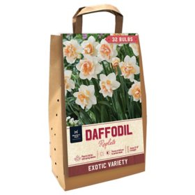 Daffodil Replete - Package of 32 Dormant Bulbs