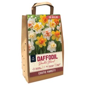 Daffodil Double Mix - Package of 36 Dormant Bulbs