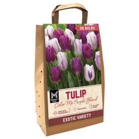 Member's Mark Tulip Color Me Purple Dormant Bulbs, 36pk