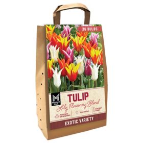 Member's Mark Tulip Lily Flowering Blend Dormant Bulbs, 36pk