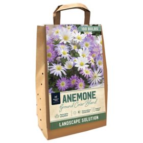 Member's Mark Anemone Ground Cover Blend Dormant Bulbs, 100pk