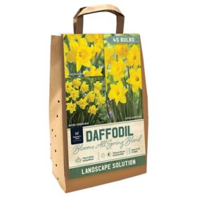 Daffodil Collection - Package of 45 Dormant Bulbs