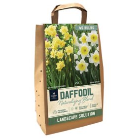 Daffodils for Naturalizing - Ice Follies and Yellow Cheerfulness - Package of 45 Dormant Bulbs