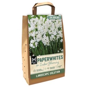 Member's Mark Paperwhite for Indoor Blooming Dormant Bulbs, 24pk