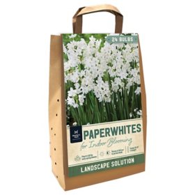 Narcissus Paperwhite - Package of 24 Dormant Bulbs