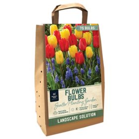 Tulip/Muscari Scatter Planting - Package of 75 Dormant Bulbs
