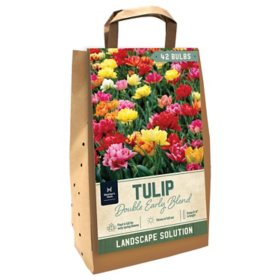 Tulip Double Early Mix - Package of 42 Dormant Bulbs