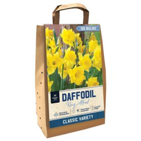 Daffodil King Alfred - Package of 50 Dormant Bulbs