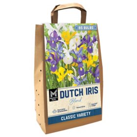 Member's Mark Dutch Iris Blend Dormant Bulbs, 80pk
