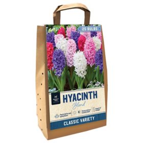 Hyacinth Mix - Package of 25 Dormant Bulbs