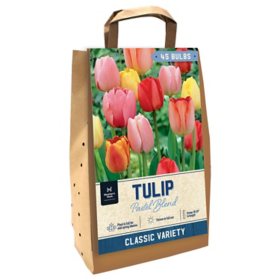 Tulip Pastel Mix - Package of 45 Dormant Bulbs
