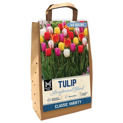 Tulip LongStemmed Mix Package of 45 Dormant Bulbs Sam's Club