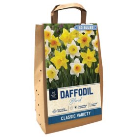 Daffodil Mixed - Package of 50 Dormant Bulbs