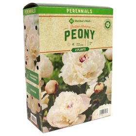 Member's Mark Spring Boxed Perennials