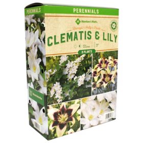 Member's Mark Clematis & Lilium - Clematis Henryii & Lily Netty's Pride Plants