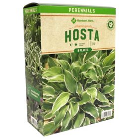 Member's Mark Hosta Albomarginata Plants