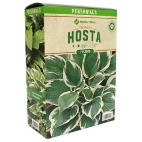 Member's Mark Hosta - Minuteman Plants