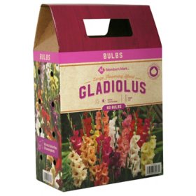 Member's Mark Gladiolus - Large Flowering Blend Bulbs