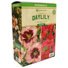 Member's Mark Daylily Pink Blend - Summer Wine & Daring Deception Plants