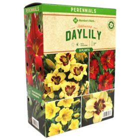 Member's Mark Reblooming Daylilies - Pardon Me, El Desperado & Happy Returns Plants