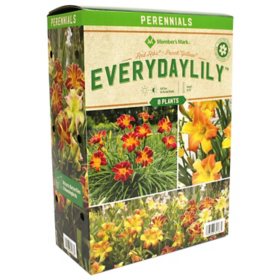 Member's Mark EveryDaylily - Red Ribs & Punch Yellow Plants