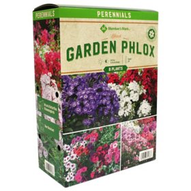 Member's Mark Garden Phlox Blend Plants