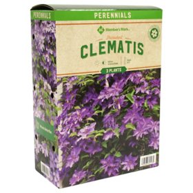 Member's Mark Clematis - President Plants