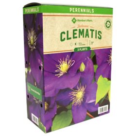 Member's Mark Clematis Jackmanii Plants