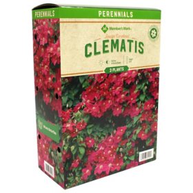 Member's Mark Clematis - Rouge Cardinal Plants