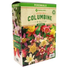 Member's Mark Columbine Aquilegia Mix (McKanna) Plants