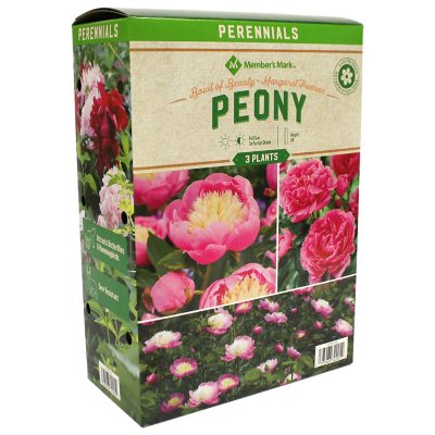 Member's Mark Peonies - Bowl of Beauty & Margaret Truman Plants - Sam's ...