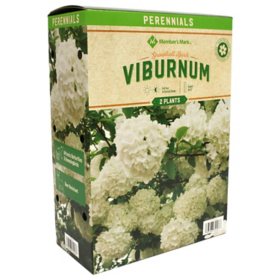 Member's Mark Viburnum Snowball Bush Plants