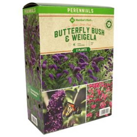Member's Mark Buddleia & Weigela Butterfly Bush - Blue & Weigela Deep Pink Plants